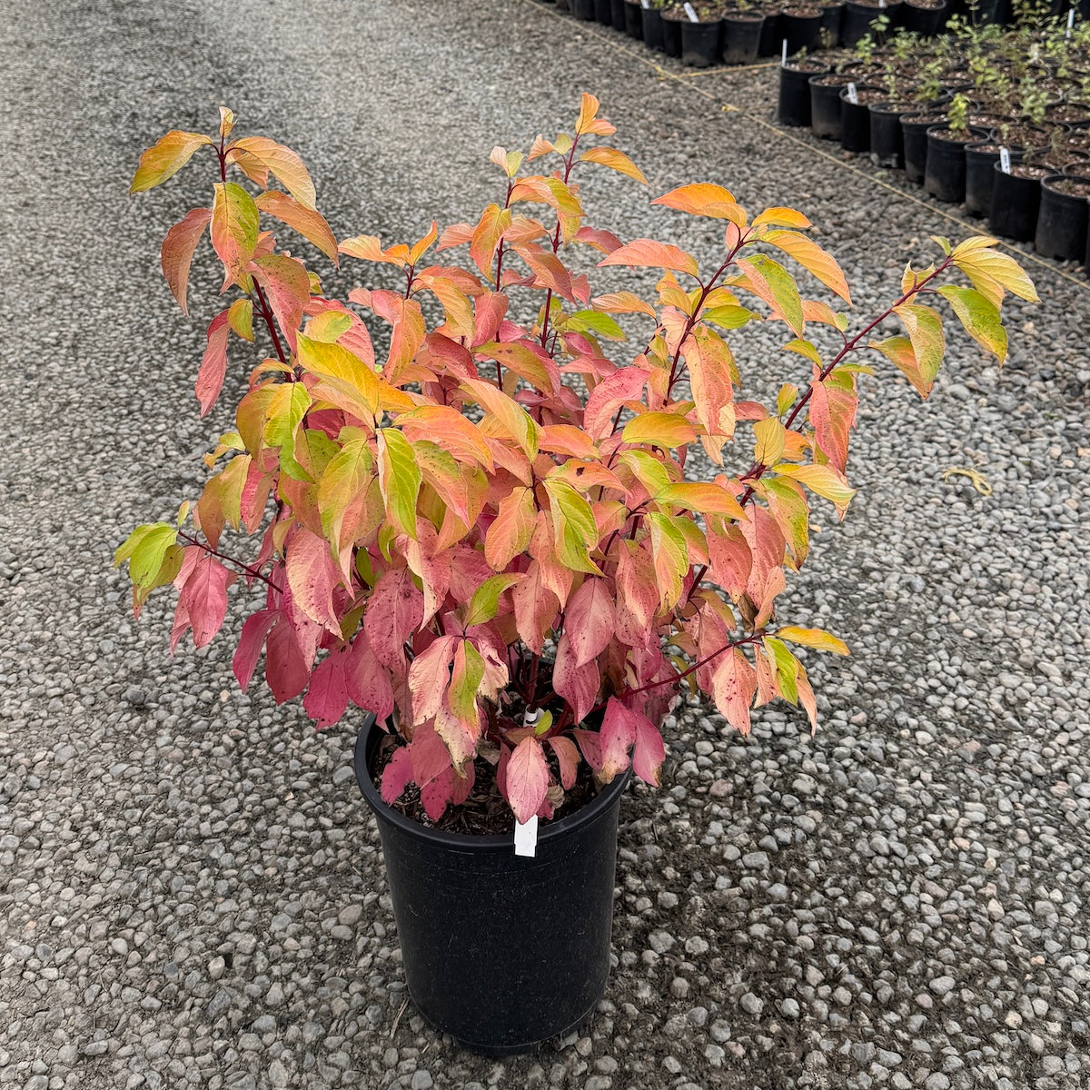 Cornus alba 'Prairie Fire' (white)