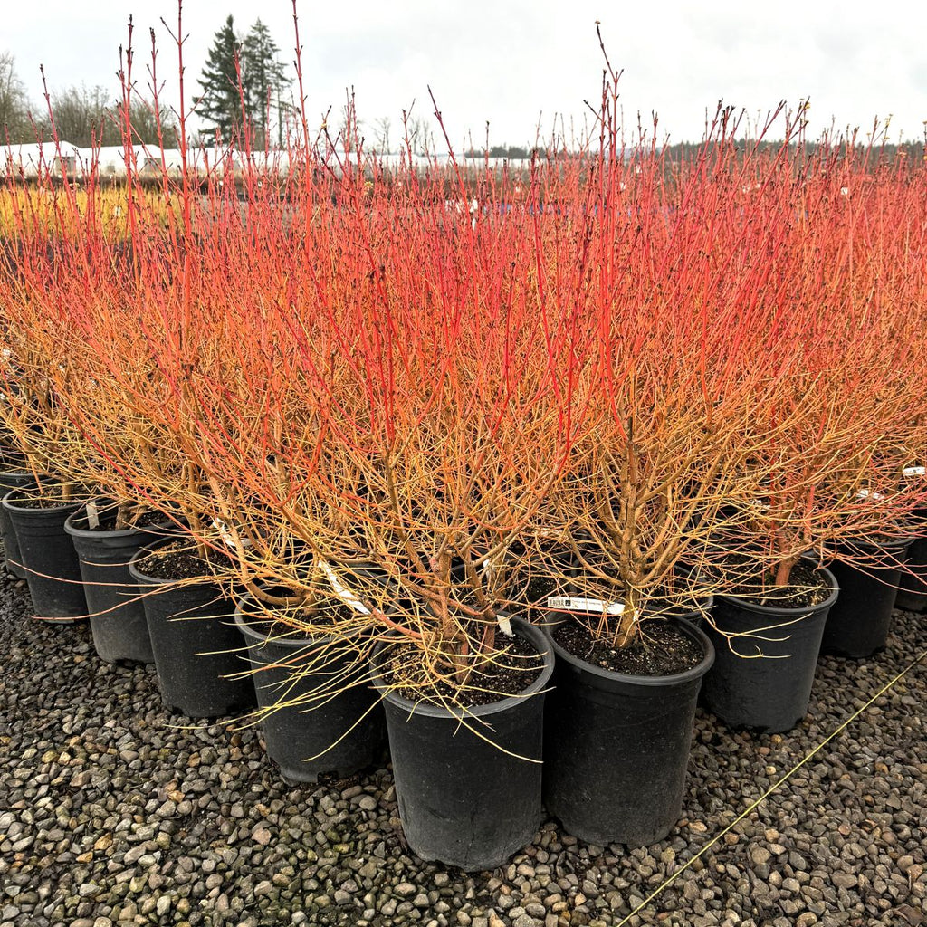 Cornus, shrub, sanguinea 'Midwinter Fire'