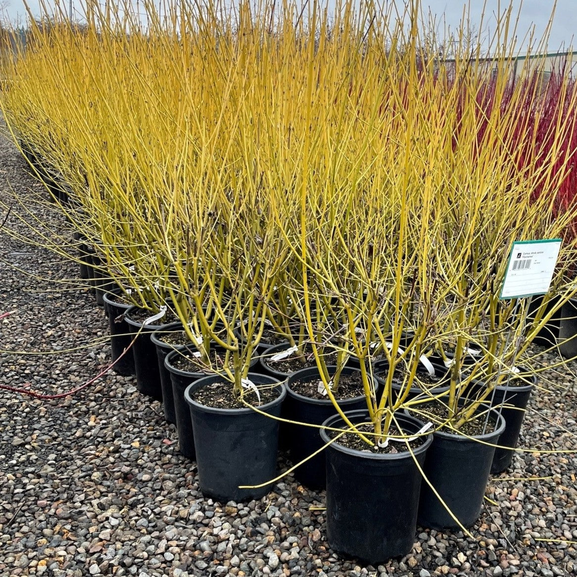 Cornus, shrub, sericea 'Flaviramea'