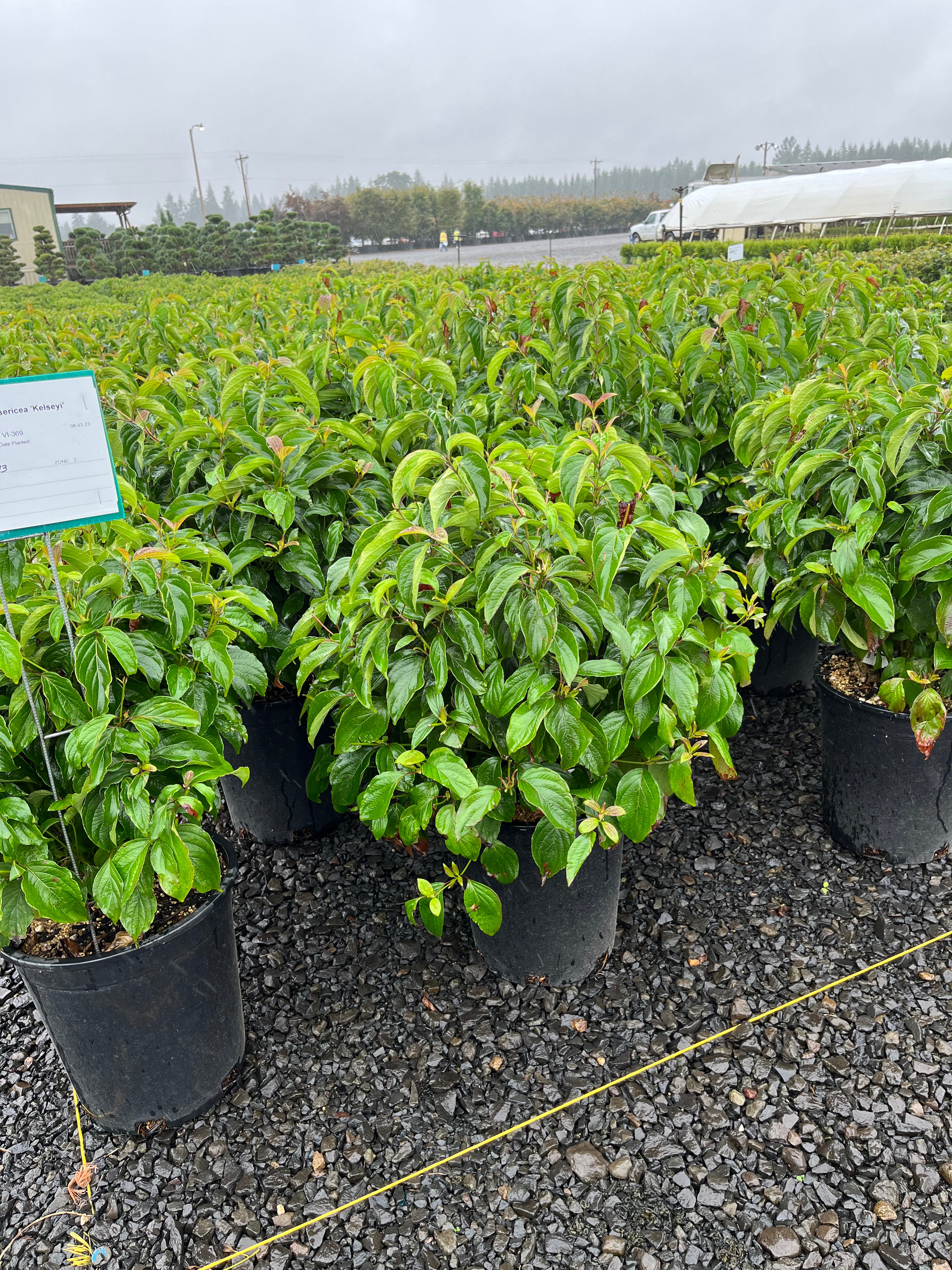 Cornus, shrub, sericea 'Kelseyi'