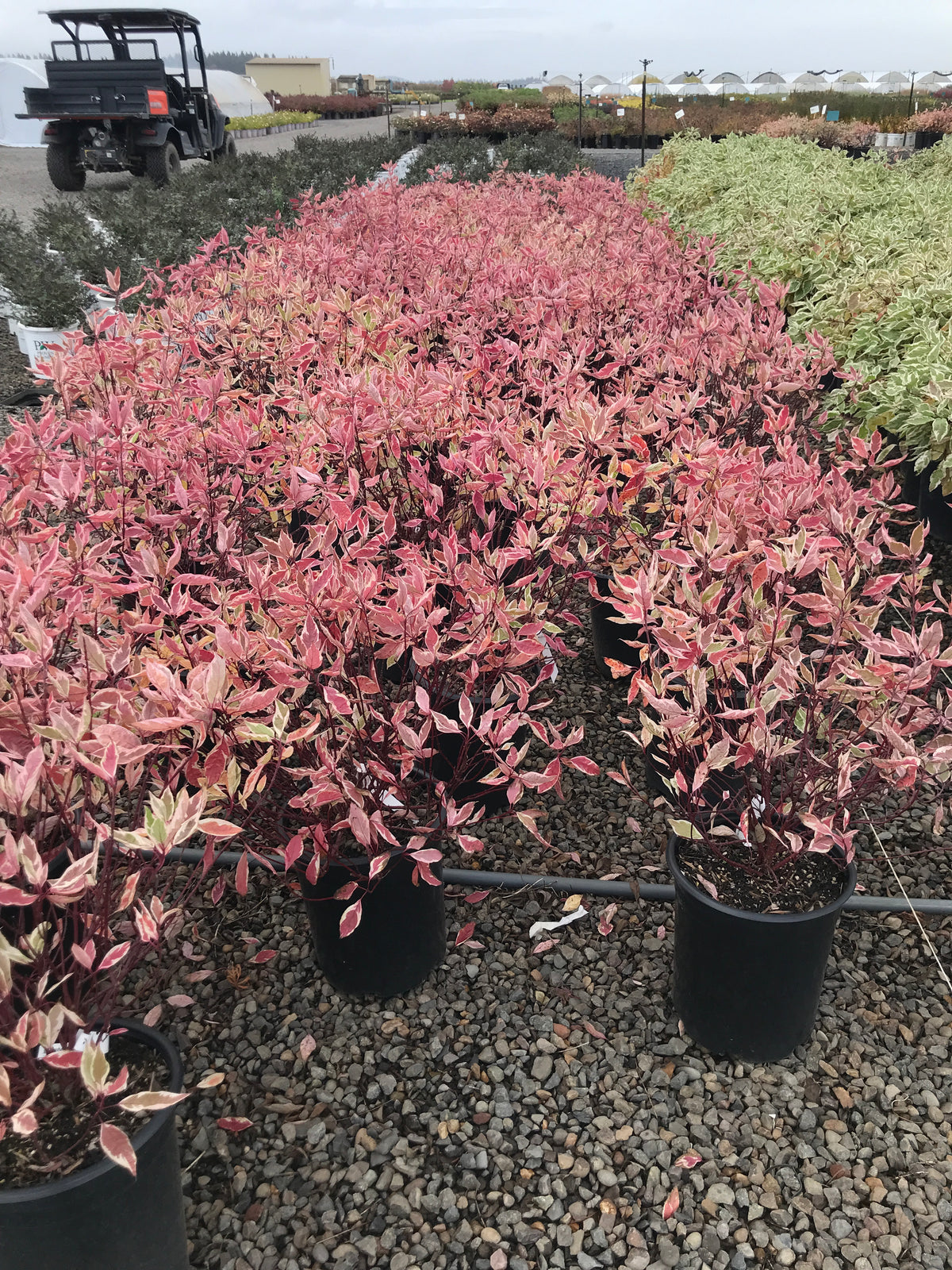 Cornus alba 'Ivory Halo'® PP8722