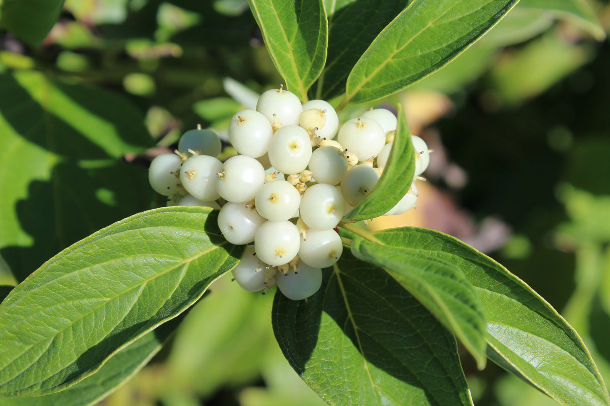 Cornus, shrub, alba 'Bud's Yellow'