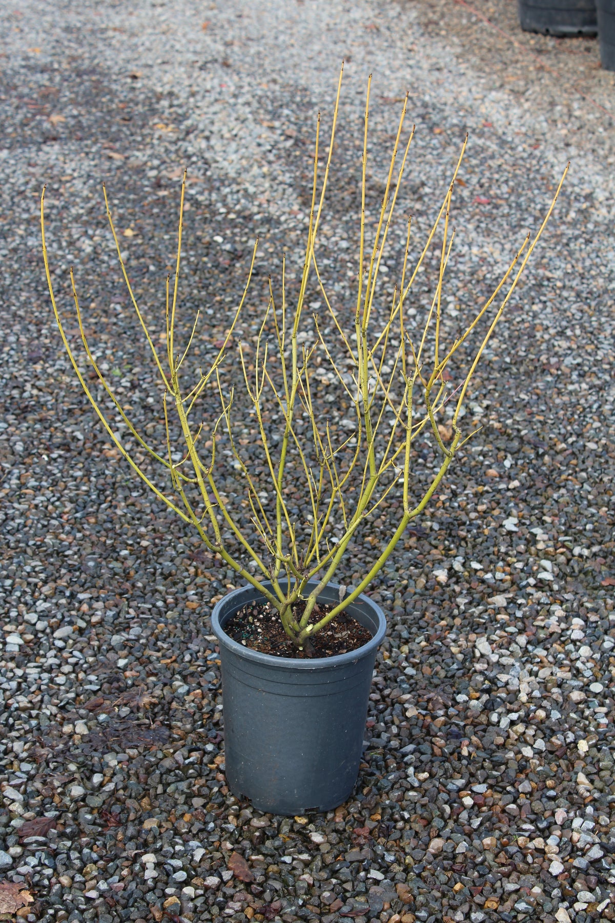 Cornus, shrub, alba 'Bud's Yellow'