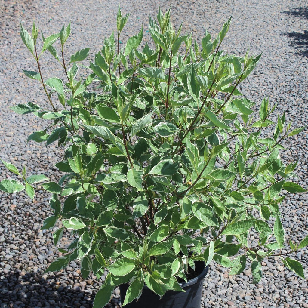 Cornus, shrub, alba 'Elegantissima'