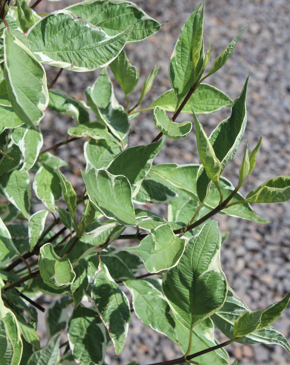Cornus, shrub, alba 'Elegantissima'