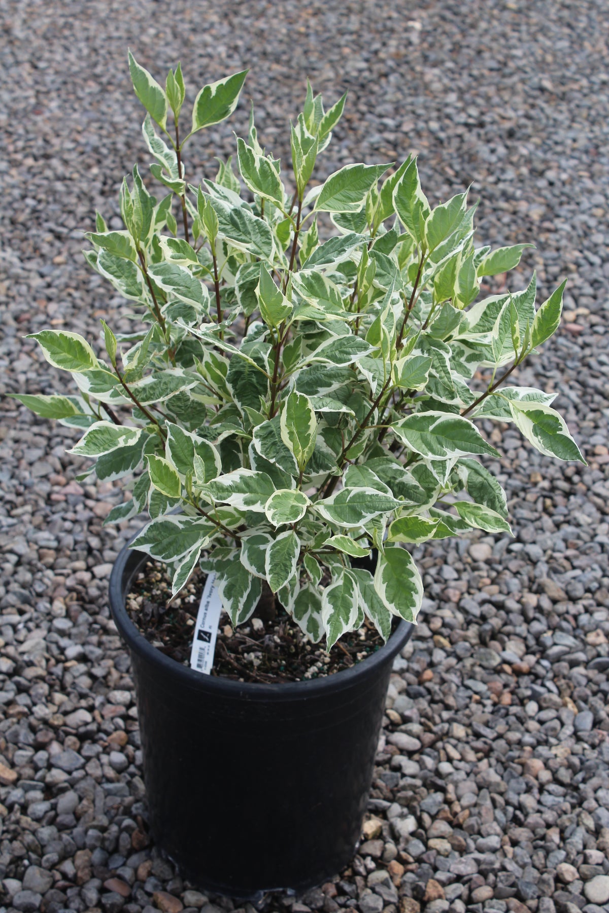 Cornus alba 'Ivory Halo'® PP8722