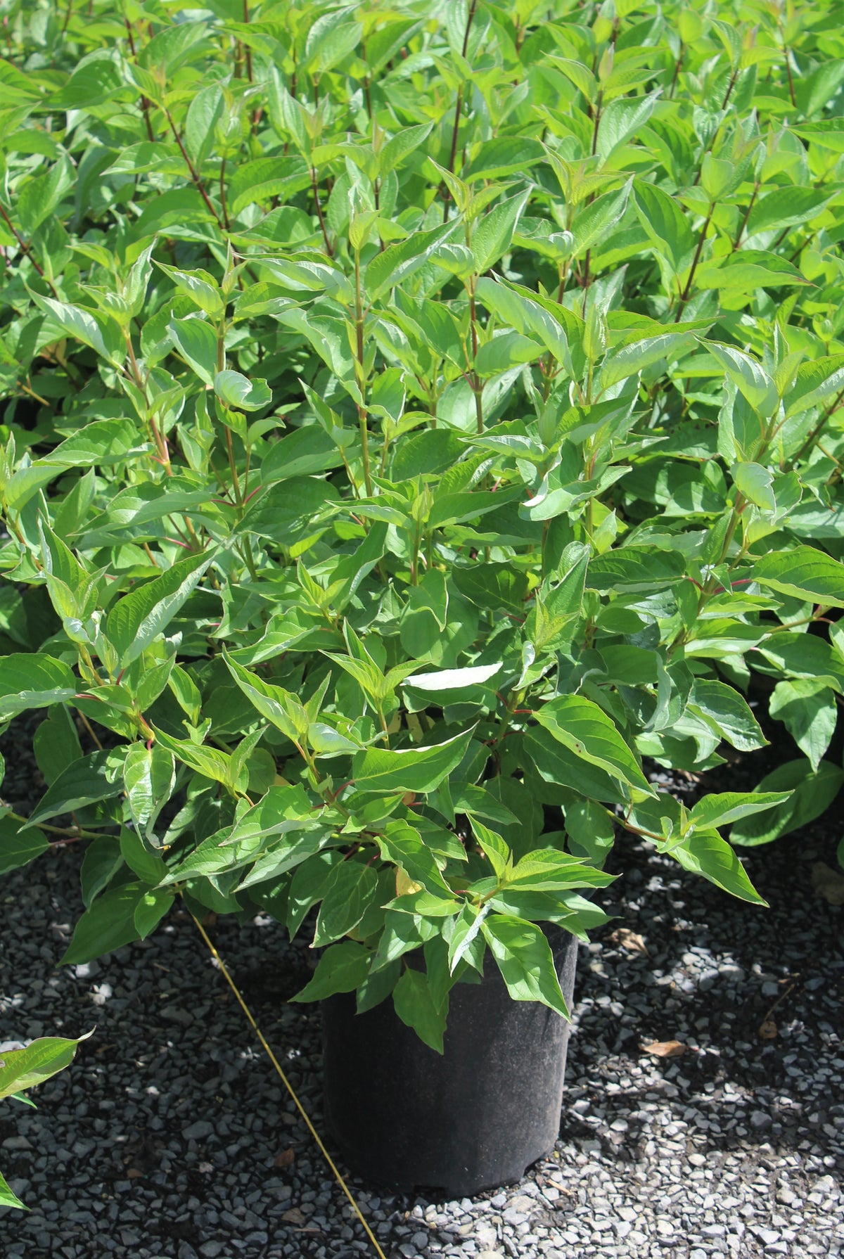 Cornus, shrub, alba 'Sibirica'