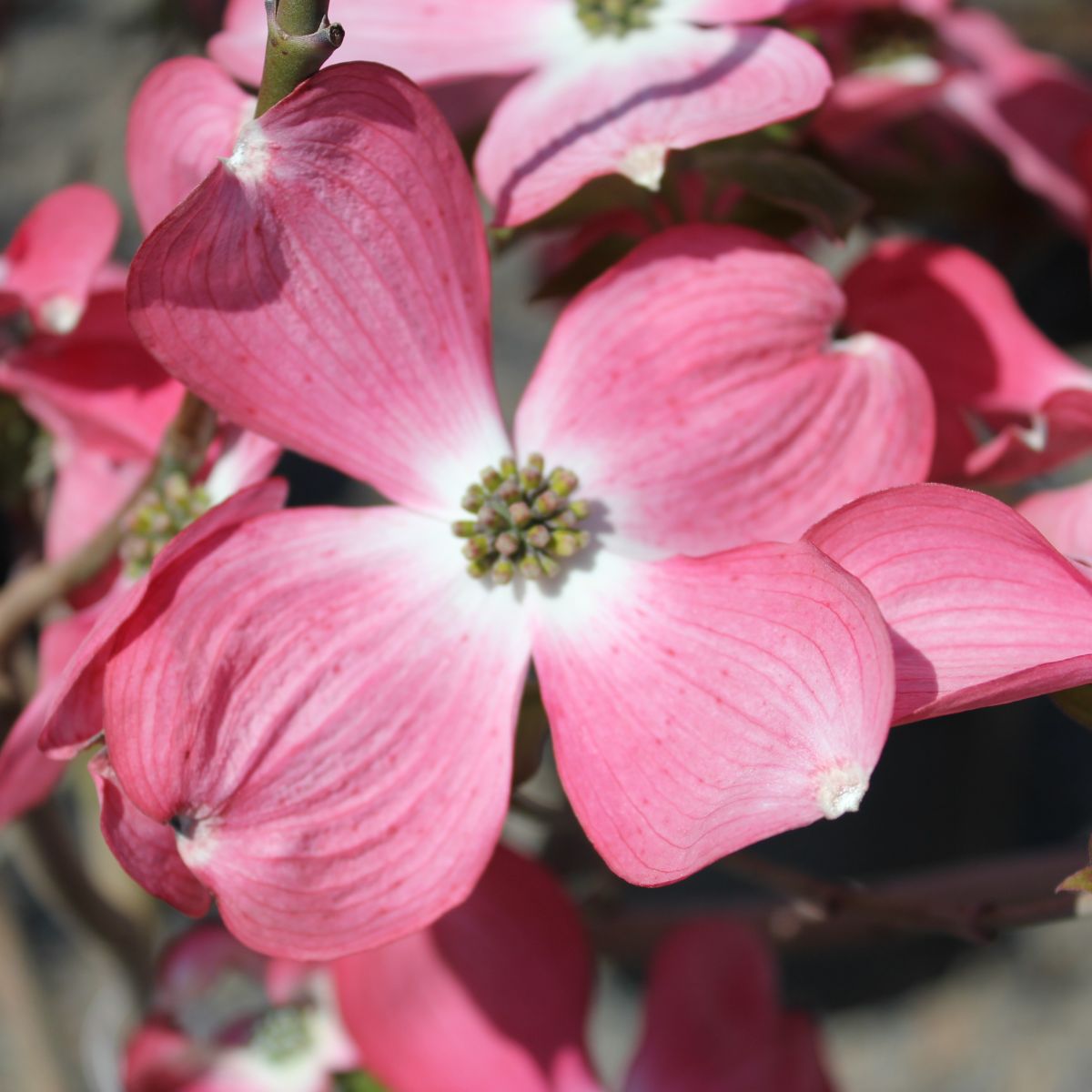 Cornus fl. 'Rubra' (pink)