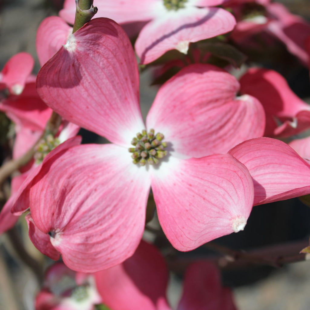 Cornus fl. 'Rubra' (pink) (CG)
