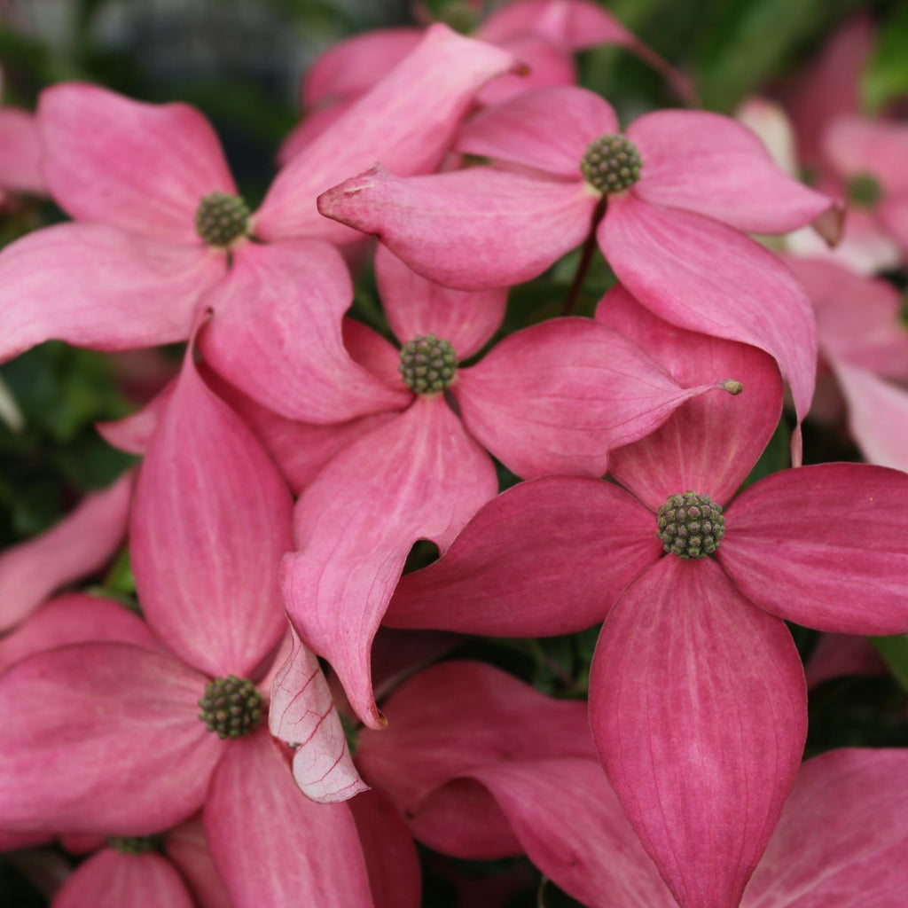 Cornus k. SCARLET FIRE™ PP28311 (pink) (BBP)