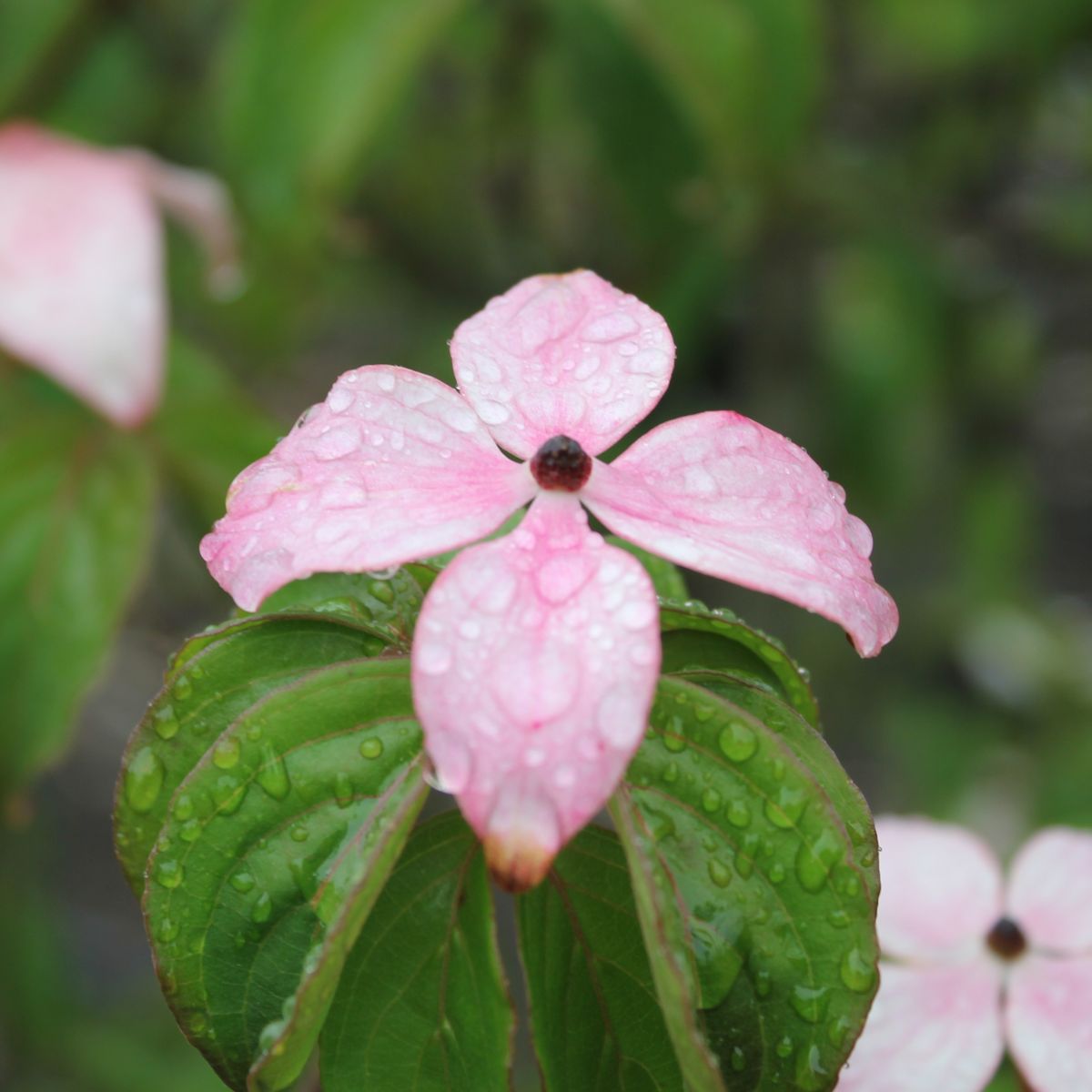 Cornus k. 'Heart Throb'® (red/pink)