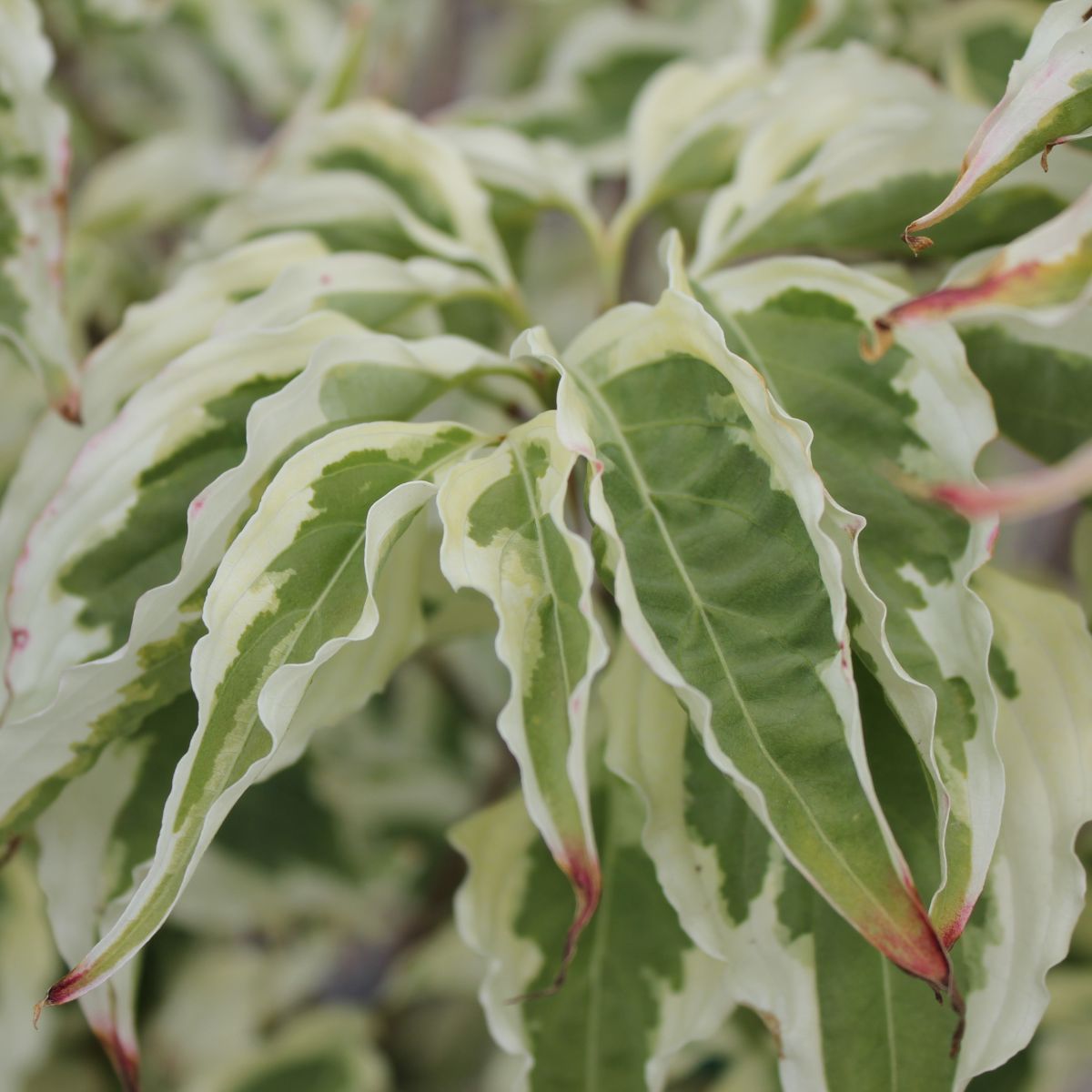 Cornus k. 'Summer Fun' (white)