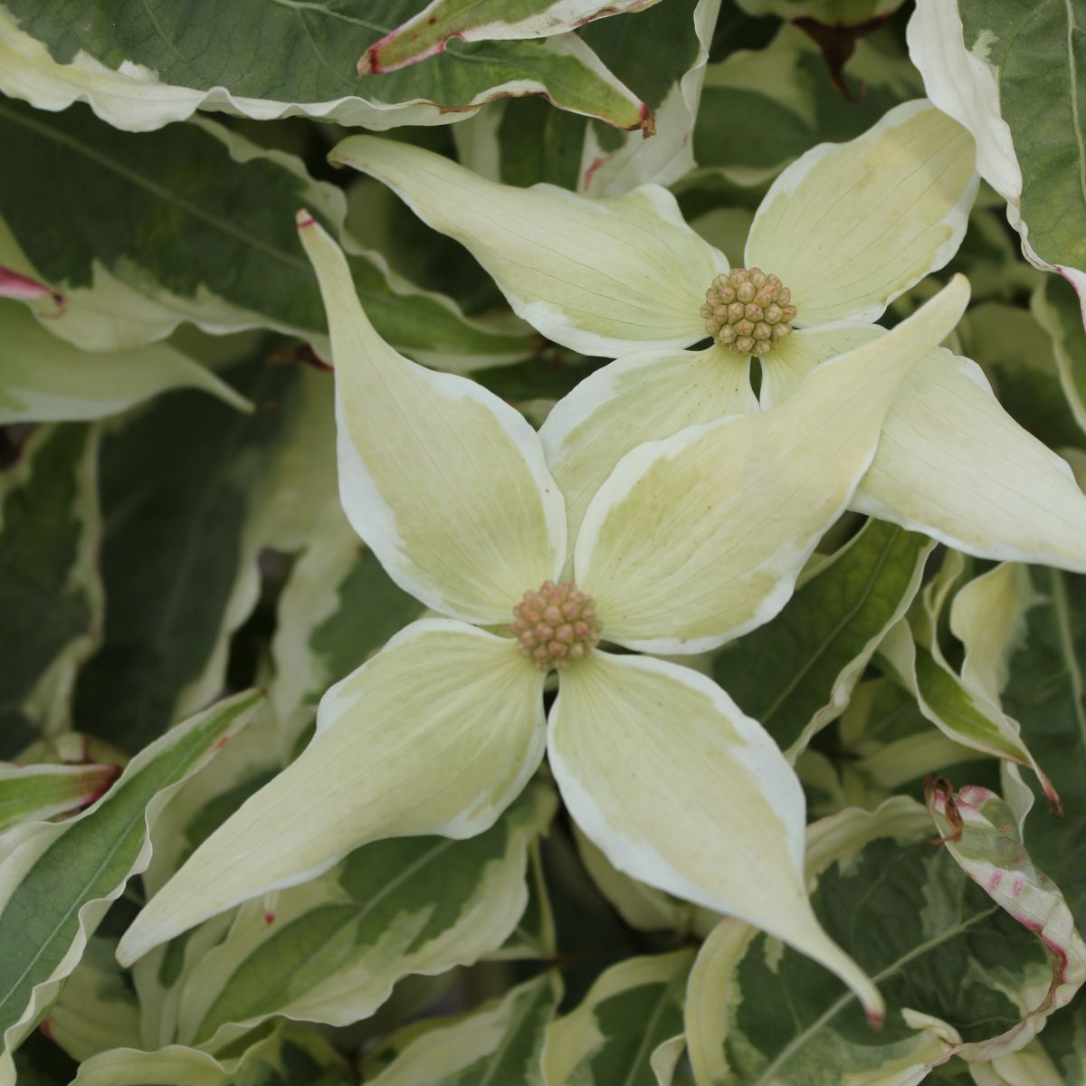 Cornus k. 'Summer Fun' (white)