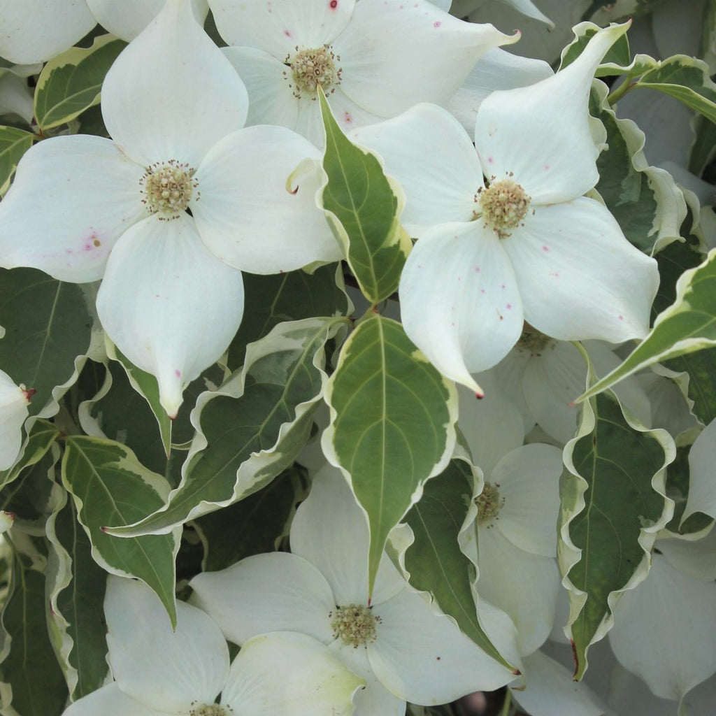 Cornus k.c. 'Samaritan'® (white)