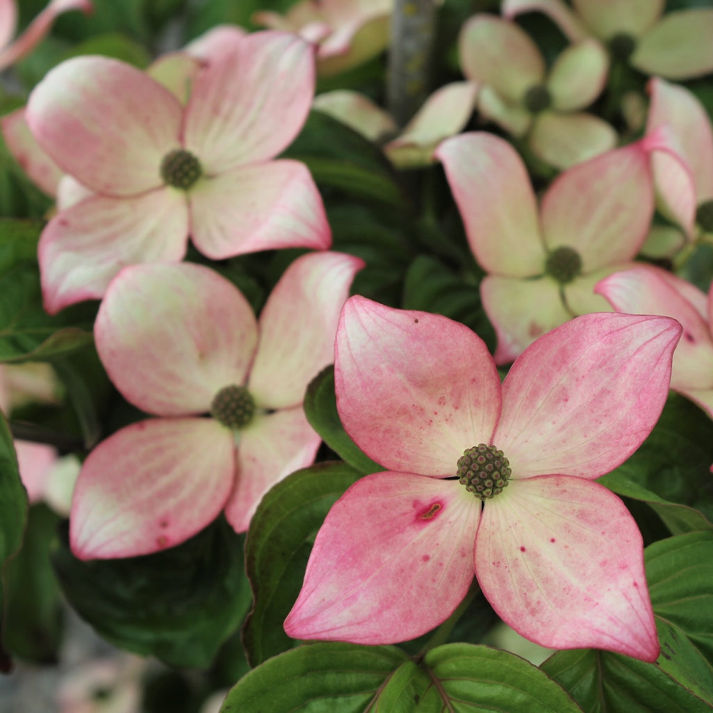 Cornus k.c. 'Satomi' (pink) (CG)