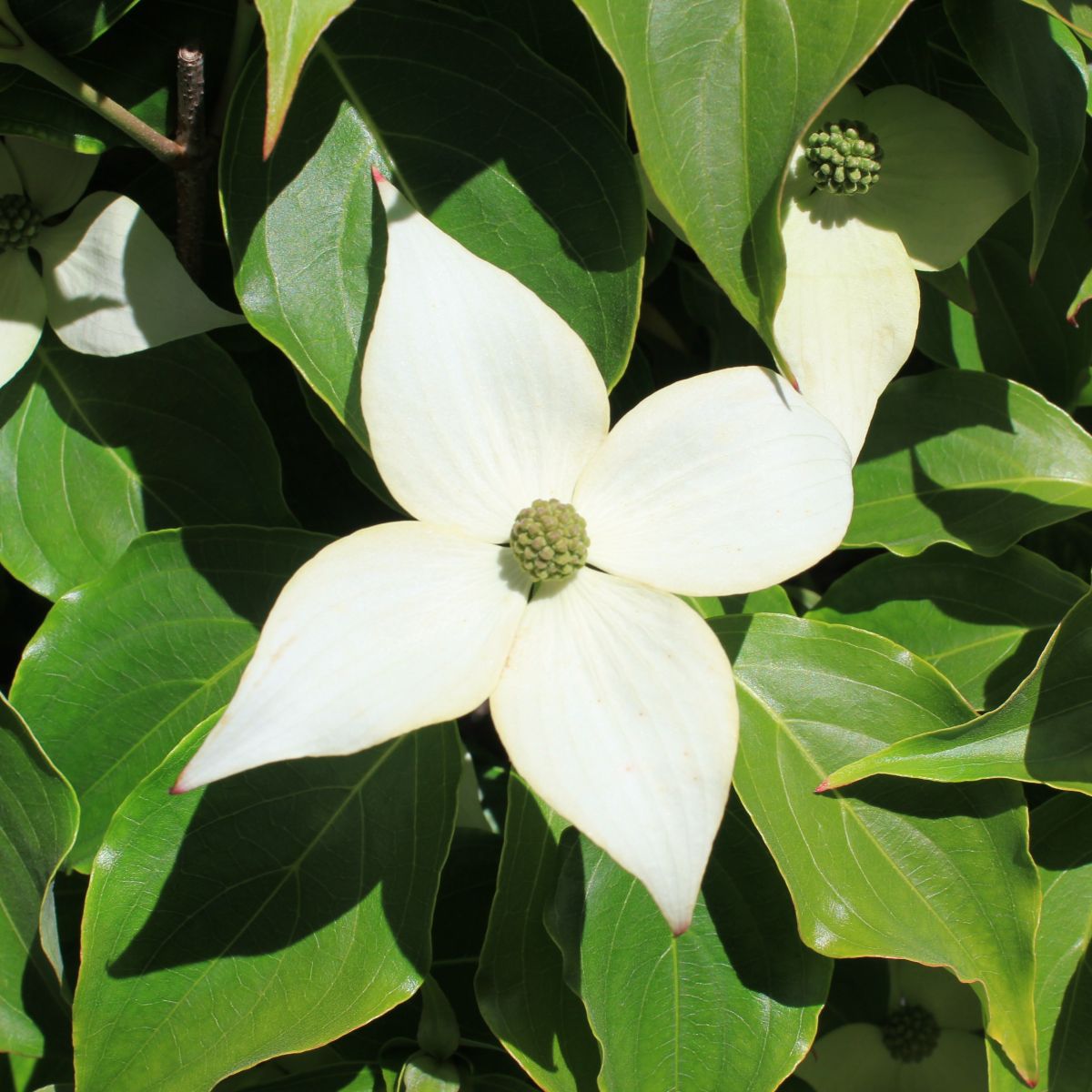 Cornus k. chinensis (white)
