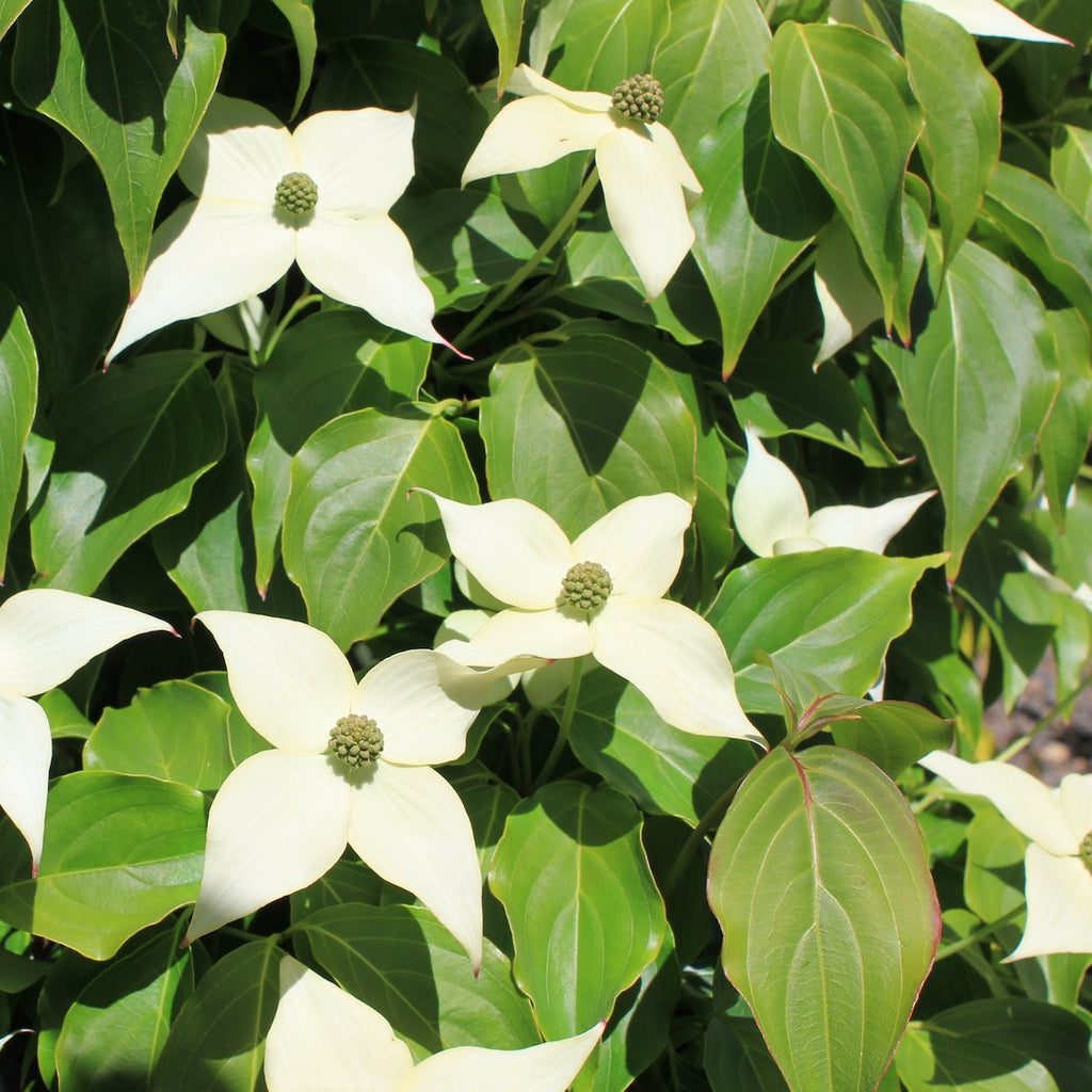 Cornus k. chinensis (white) (CG)