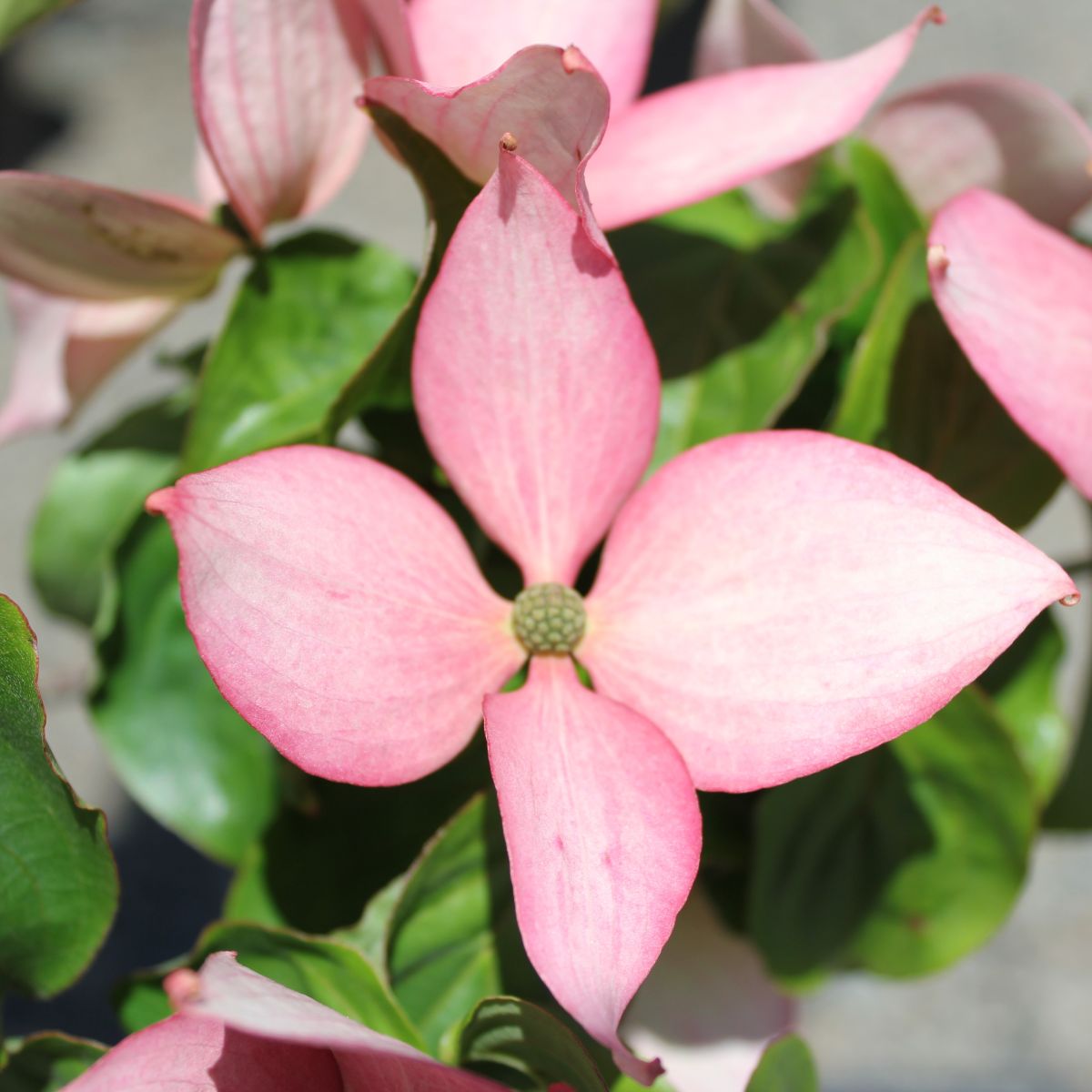 Cornus k.n. 'Rosy Teacups' PP26211 (pink)