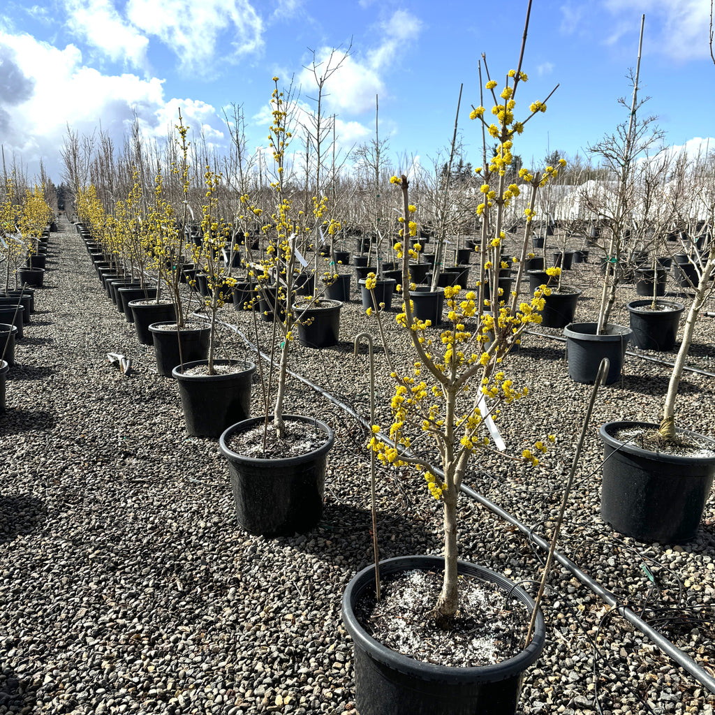 Cornus mas 'Golden Glory' (yellow)