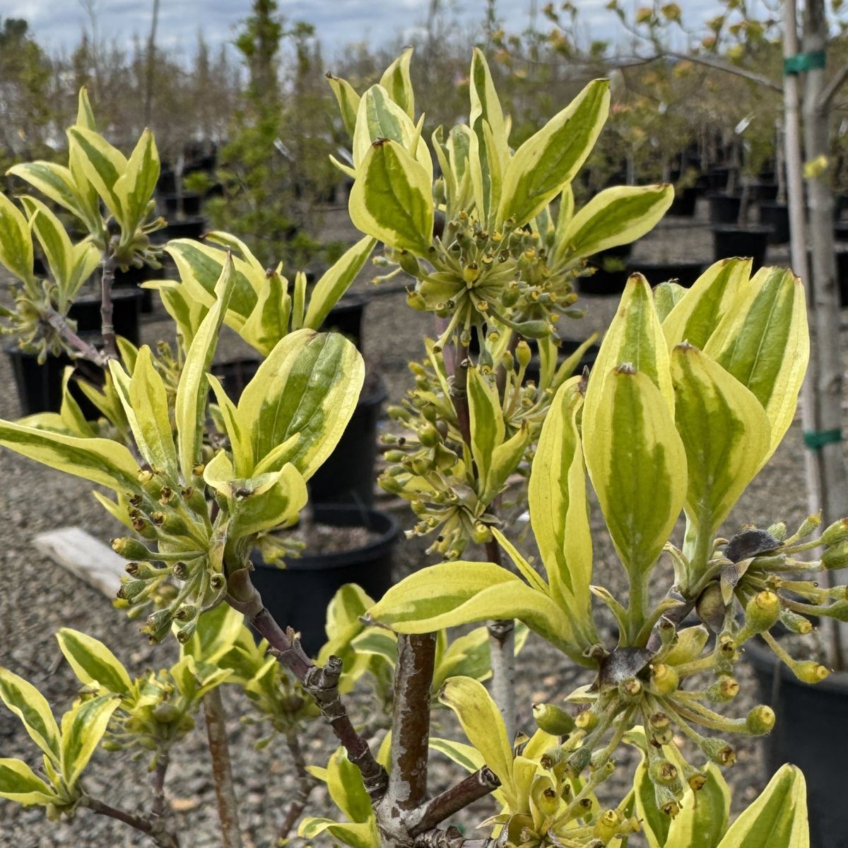 Cornus mas 'Variegata' (yellow)