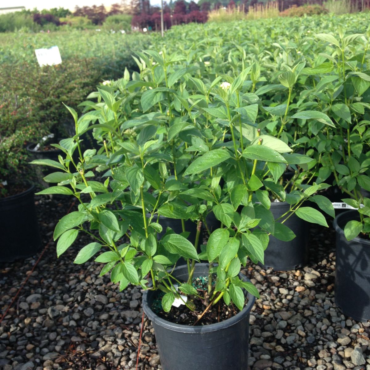 Cornus, shrub, sericea 'Flaviramea'