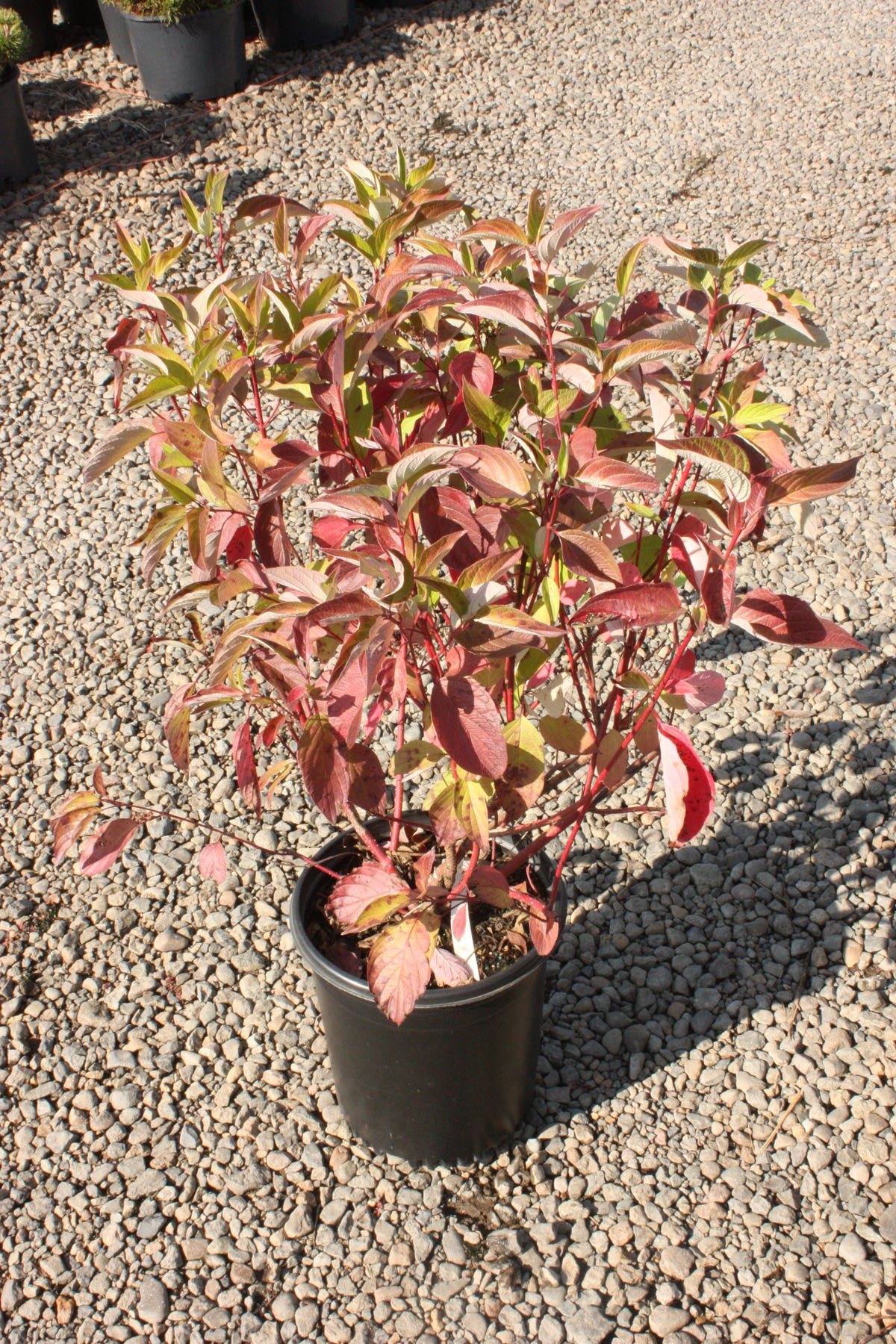 Cornus, shrub, sericea 'Isanti'