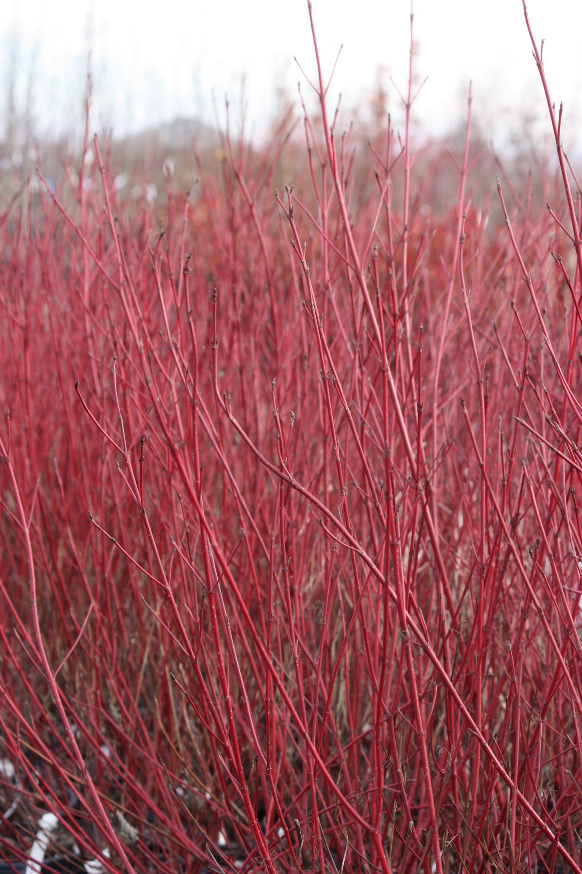Cornus, shrub, sericea 'Isanti'
