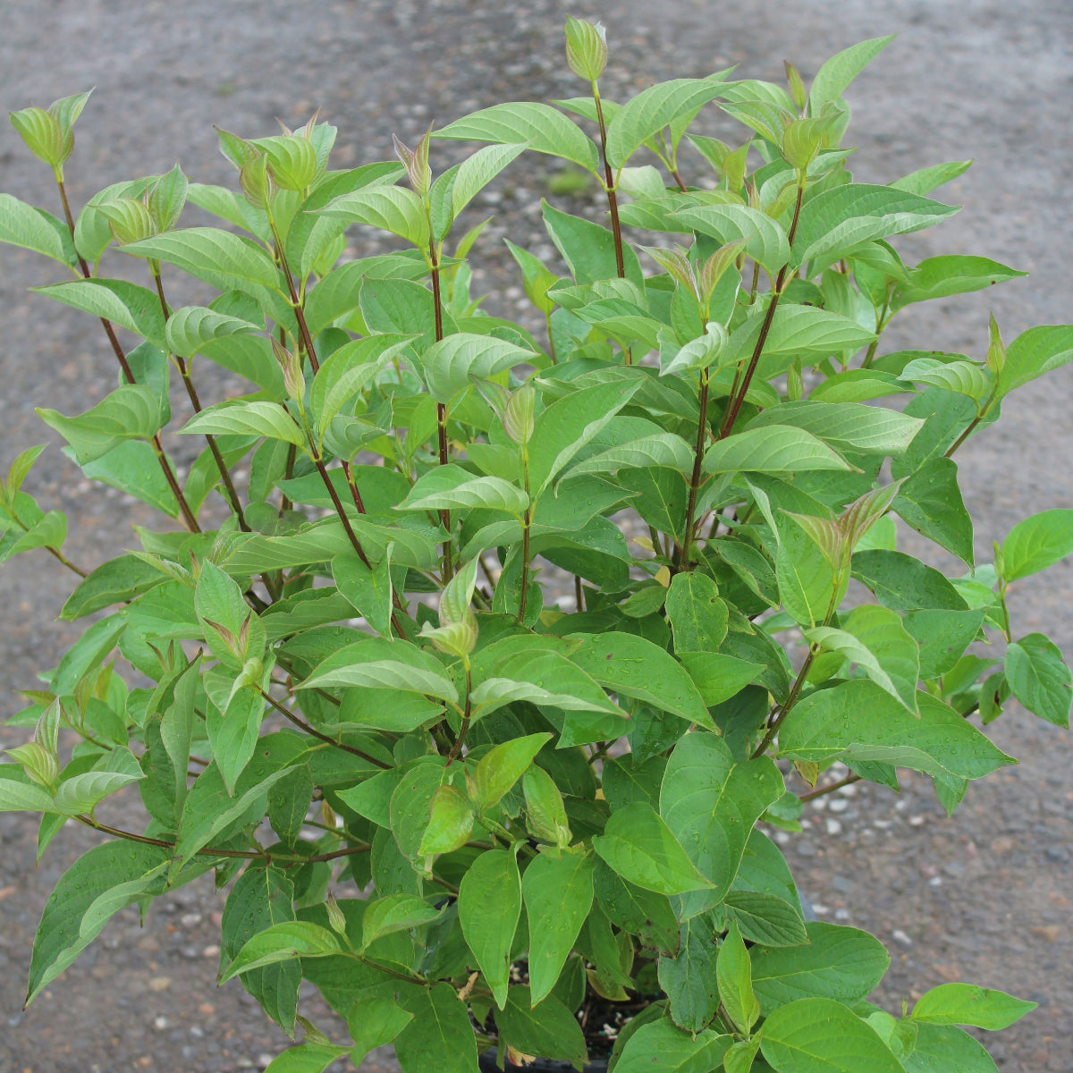 Cornus, shrub, sericea