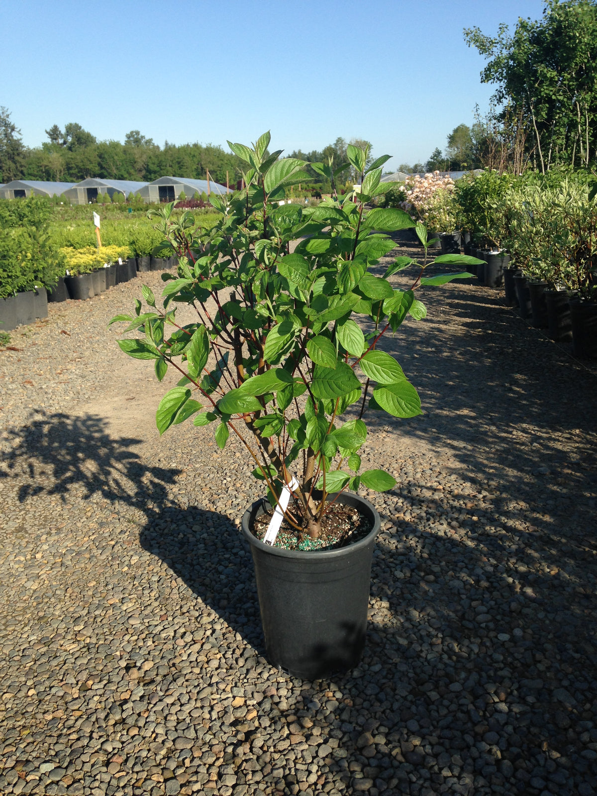Cornus, shrub, sericea