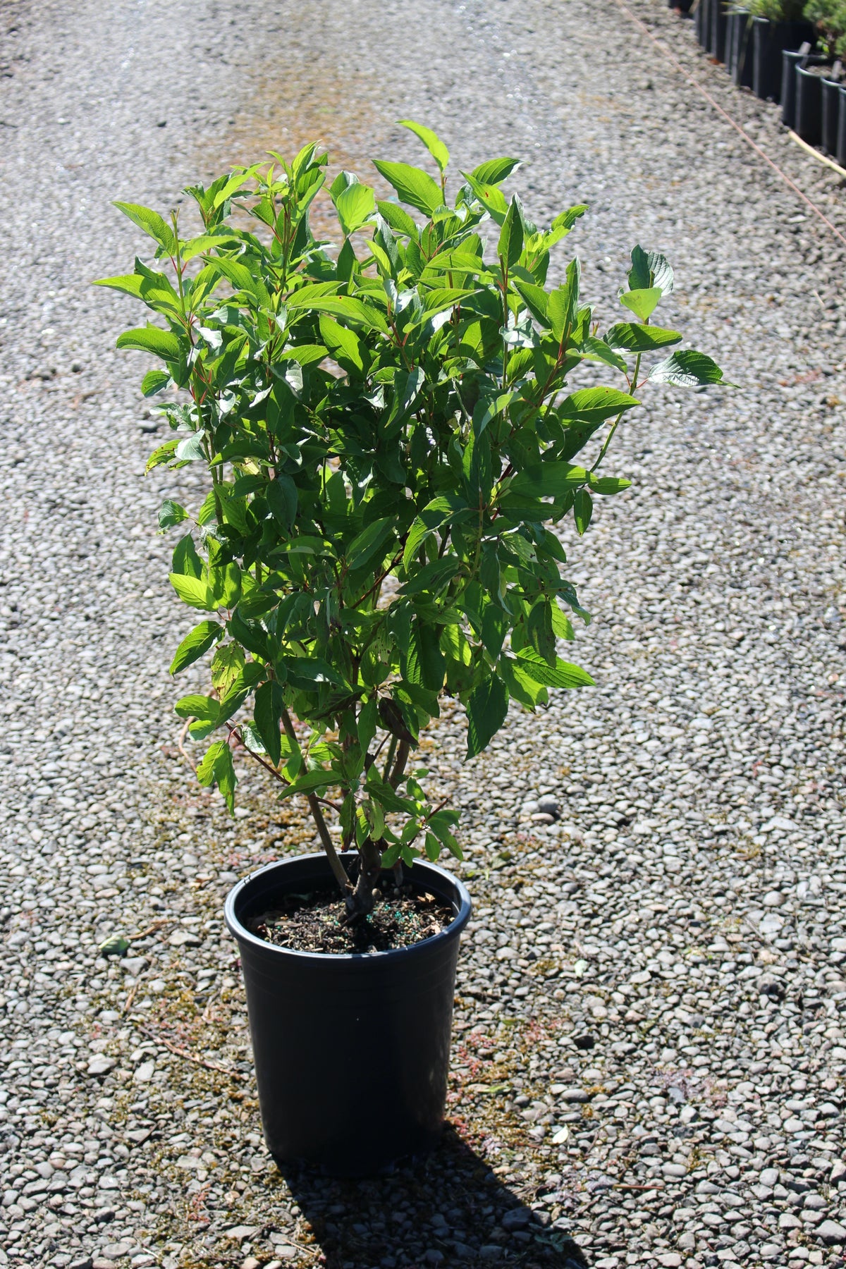 Cornus, shrub, sericea
