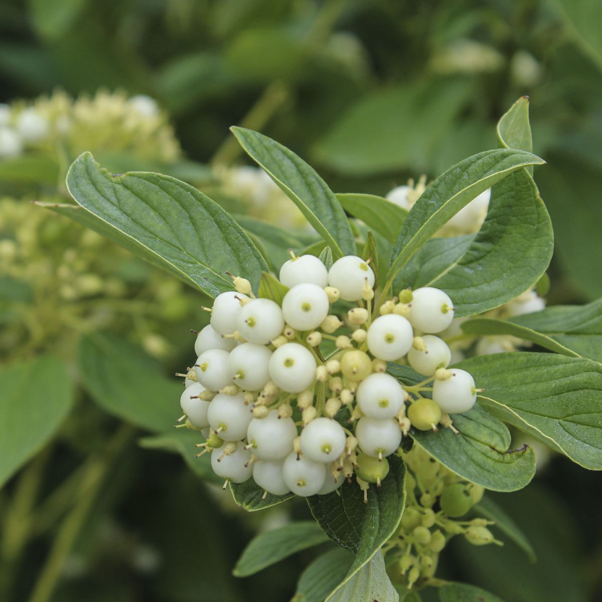 Cornus, shrub, sericea 'Flaviramea'