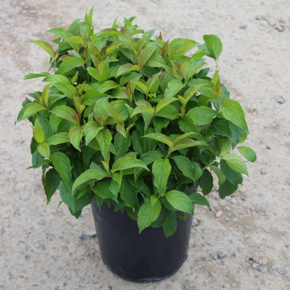 Cornus, shrub, sericea 'Kelseyi'