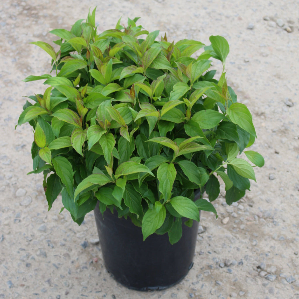 Cornus, shrub, sericea 'Kelseyi'