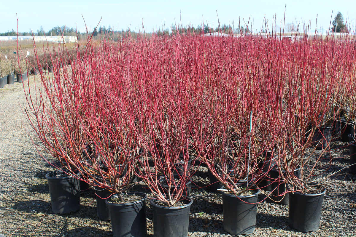 Cornus, shrub, alba 'Sibirica'