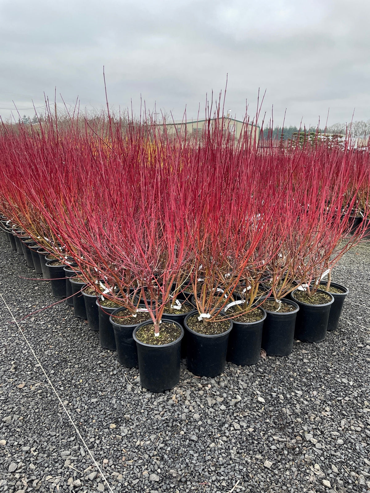 Cornus, shrub, sericea 'Baileyi'