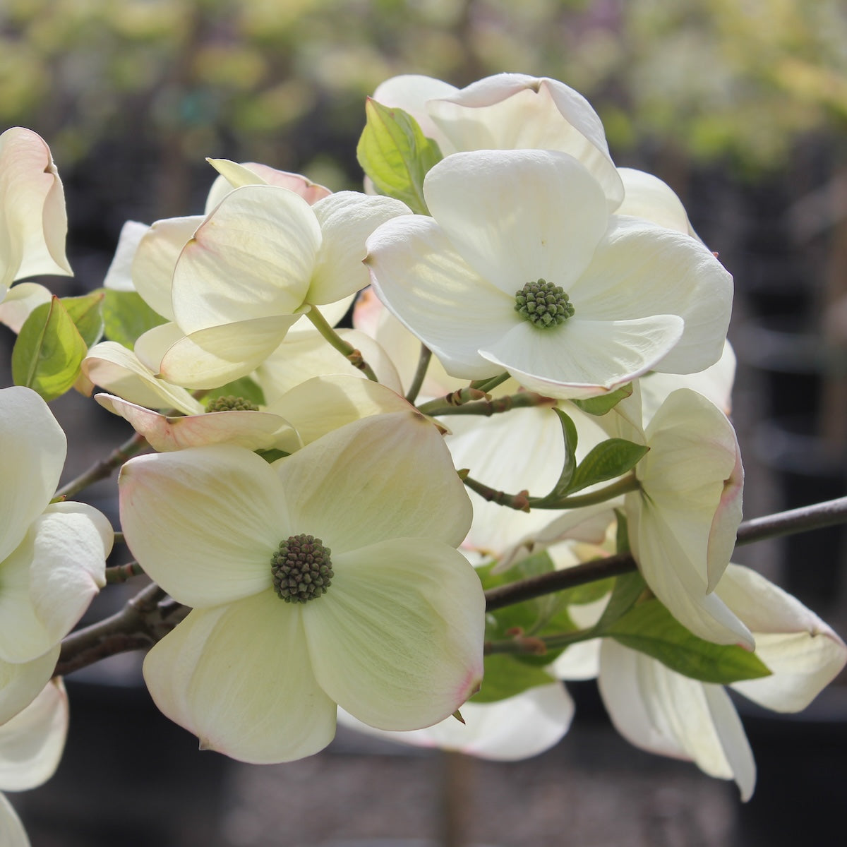 Cornus x 'Eddie's White Wonder' (white)
