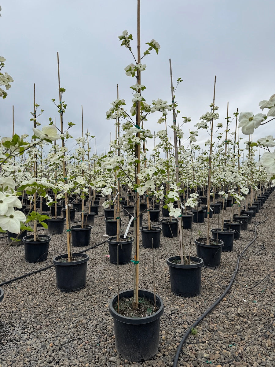 Cornus x 'Eddie's White Wonder' (white)