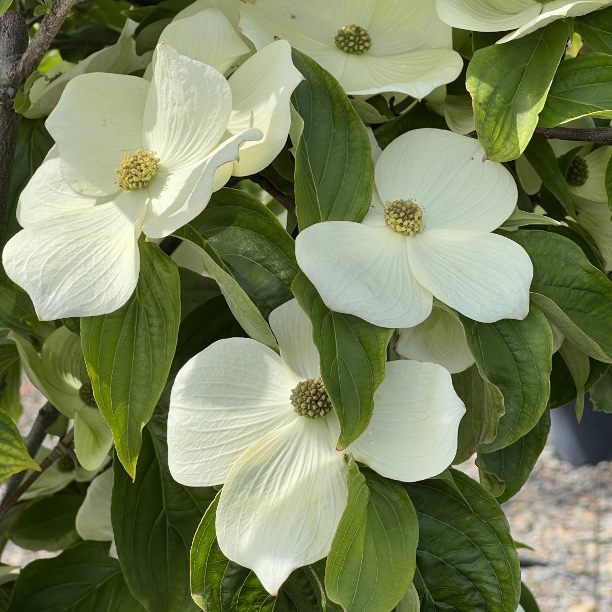 nnus1.*೨⋆*✩ Cornus x nuttallii STARLIGHT® PP16293 (white) – Loen Nursery