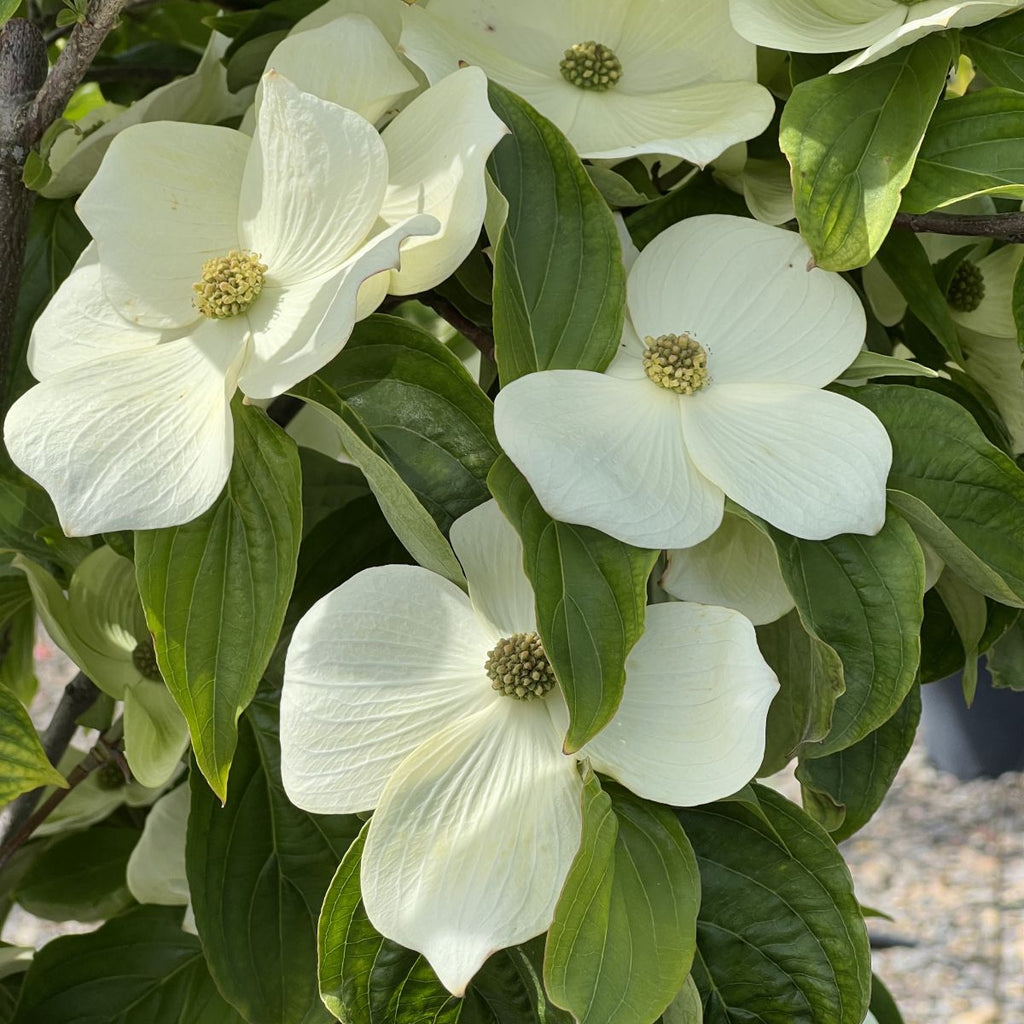 Cornus x nuttallii STARLIGHT® PP16293 (white) (CG)