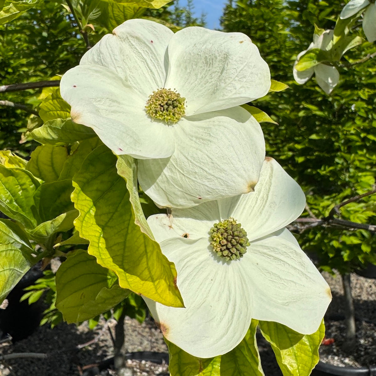 Cornus x ru. 'Celestial'® (white)