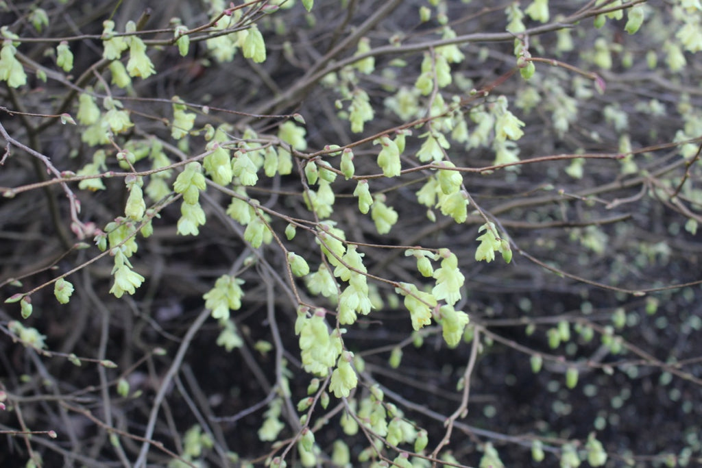 Corylopsis pauciflora (yellow)