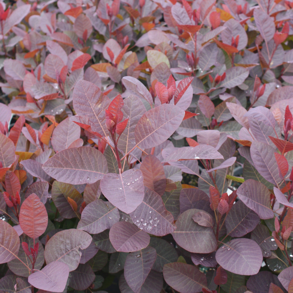 Cotinus x 'Grace'