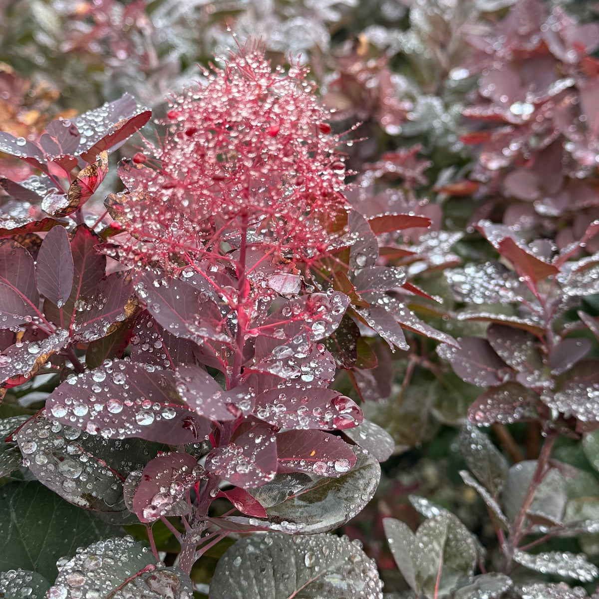 Cotinus c. 'Royal Purple'