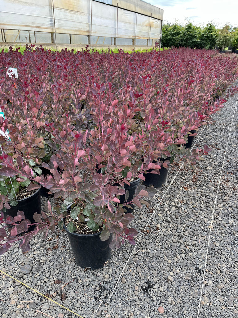 Cotinus coggygria 'Dusky Maiden' PPAF