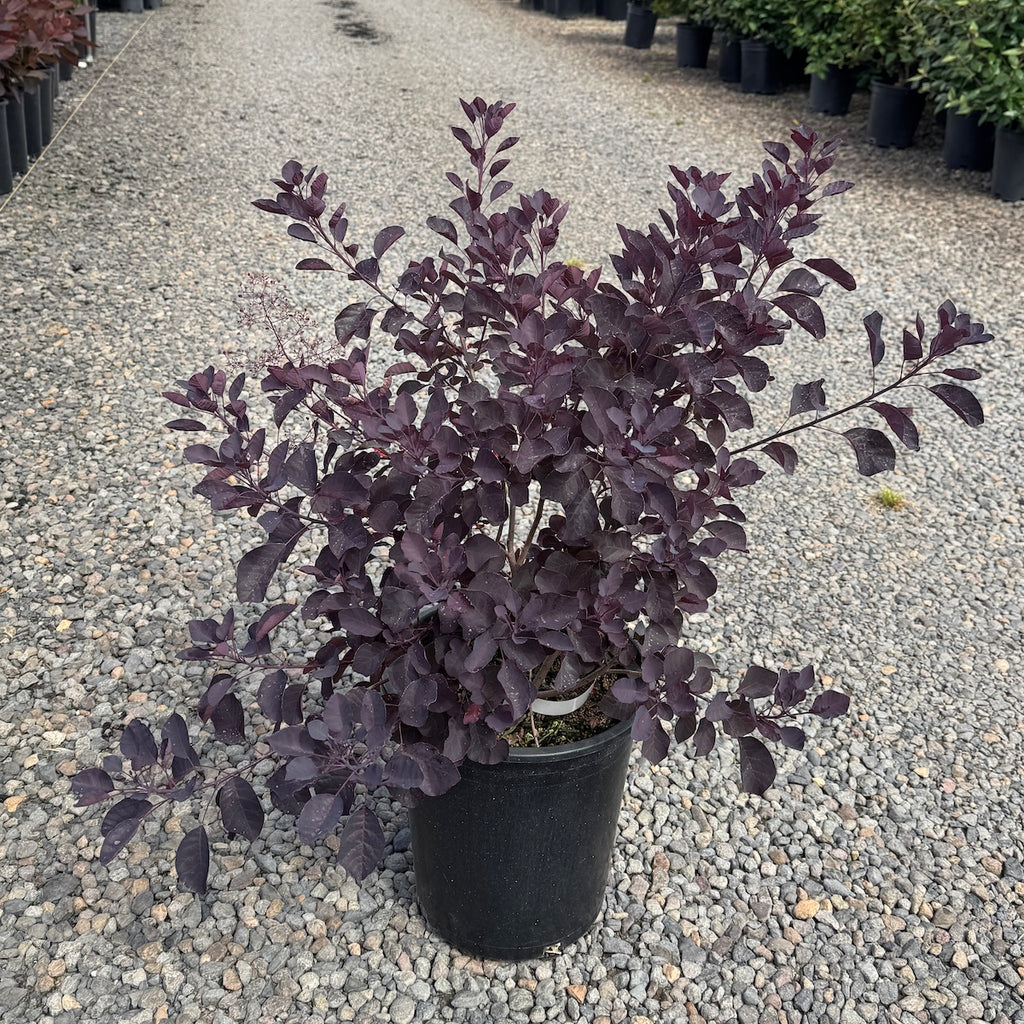 Cotinus coggygria 'Dusky Maiden' PPAF