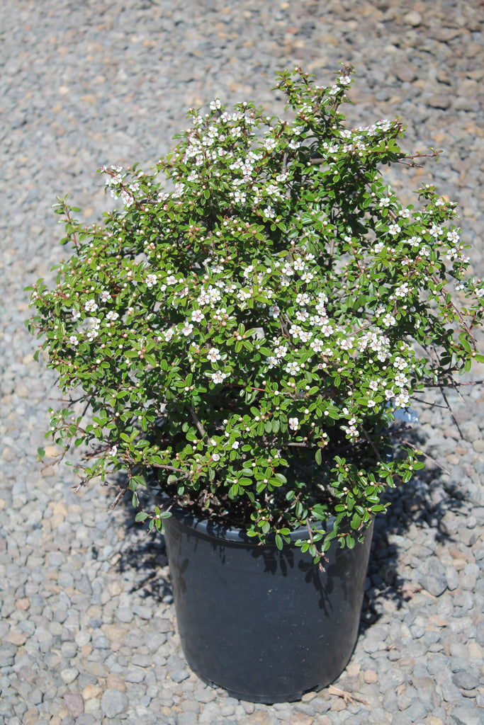 Cotoneaster dam. 'Coral Beauty'