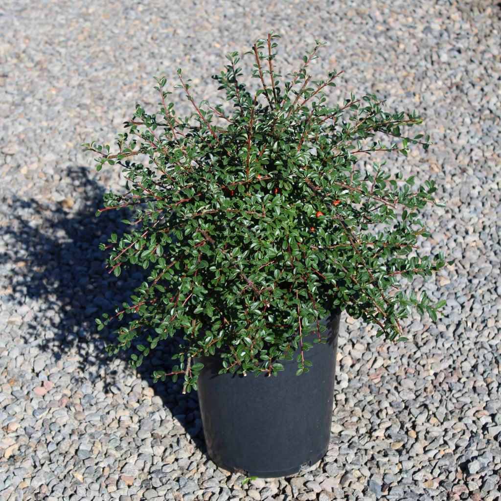 Cotoneaster dam. 'Coral Beauty'