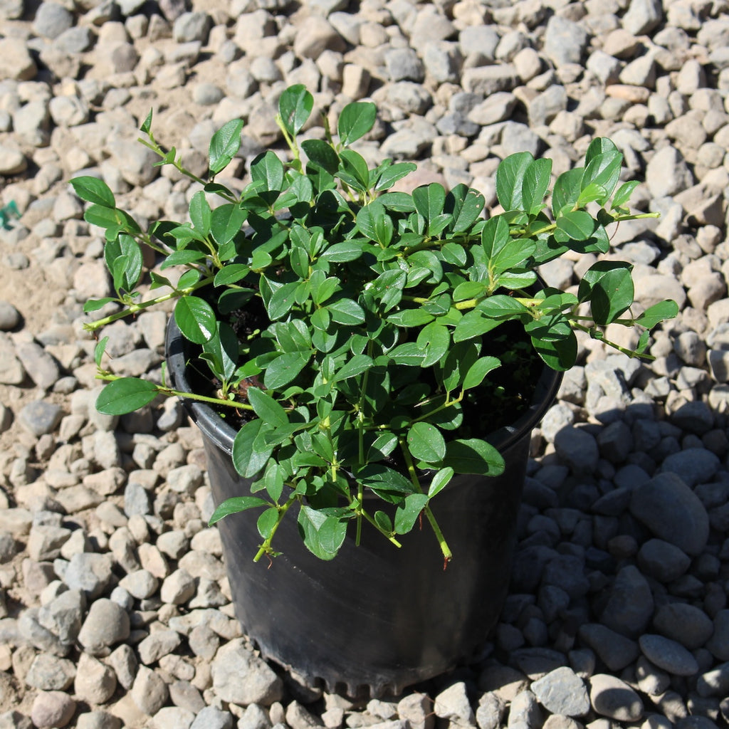 Cotoneaster dammeri