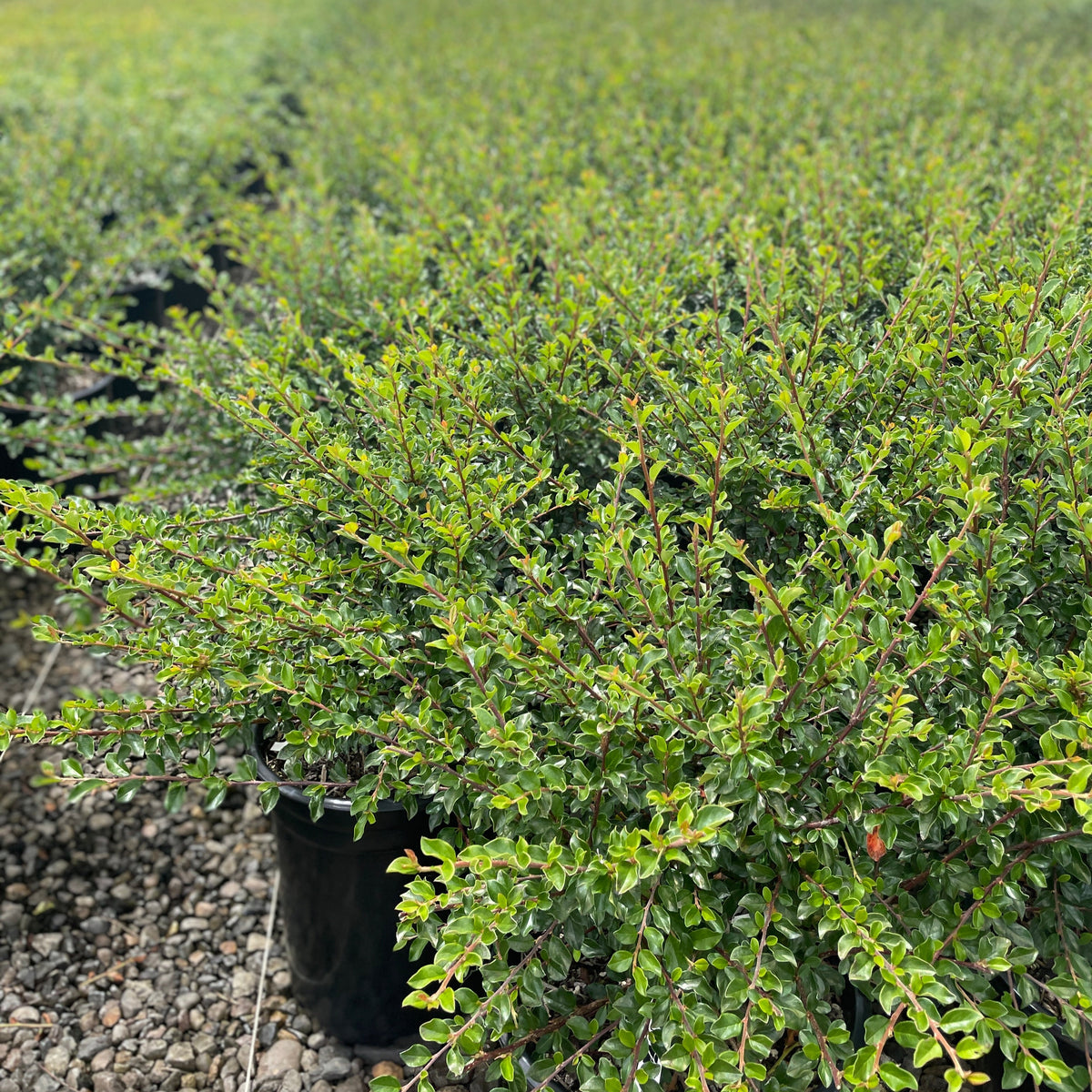 Cotoneaster divaricatus