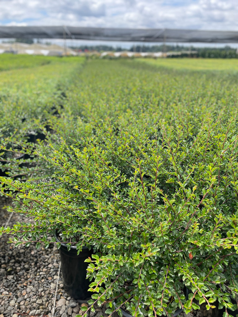 Cotoneaster divaricatus